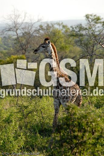 Giraffe (64 von 94).jpg